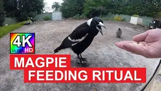 Magpie Feeding Ritual: The Amazing Truth Behind the Wait | Fascinating Bird Behavior [4K UHD]