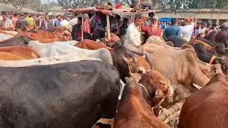 আজ ২১/১/২৬ | কুমিল্লার খামারী মাঝারি সাইজের ষাঁড় কেমন দামে কিনছেন | খোচাবাড়ী হাট 