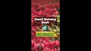 In the Greenhouse | Dwarf Burning Bush