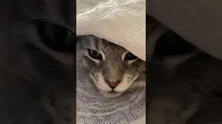 don't let me sleep😮&zwj;💨 не дают мне поспать😮&zwj;💨 #cats #mainecoon #catlover #cute #love #family #home