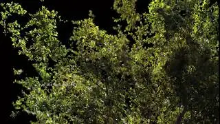 Small Plant Growth To A Huge Broad Leaf | Houdini | GrowInfinite