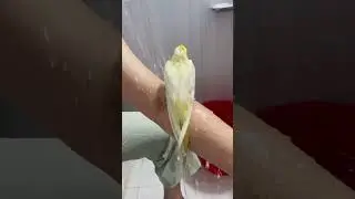 How to give your bird a bath ||Easy way||#birdslover  #cockatiel #cockatoo #youtube #youtubeshorts