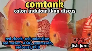 comtank persiapan bakal calon indukan ikan discus @erarfishfarm