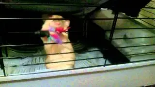 Соль тянет лапкой игрушку