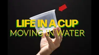 Life In A Cup - Moving In Water #amateurmicroscopy #microscopy