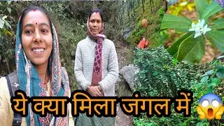 पहले बार गये इस जंगल में ||Jungle Tour❤️ #phadilifestyle #dailyvlog 