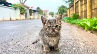 I found the cutest little kitten on the side of the road, looking for food and I Couldn't Pass by