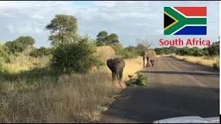 MUST SEE this little elephant playing with branch and blow the trunk HD