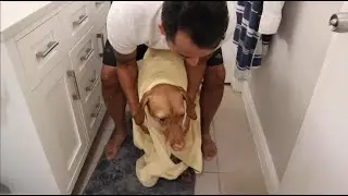 How to Give a Vizsla a Bath