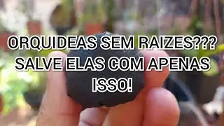 SALVE SUAS ORQUÍDEAS SEM RAIZES COM APENAS ISSO!!!