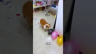 Faites &eacute;clater tous les ballons et gagnez du chocolat 🎈
