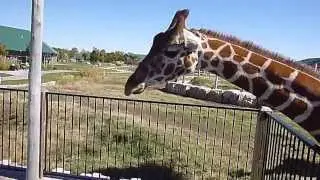 Feeding My Pet Giraffe