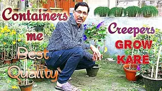 Containers me Best quality Creepers ya Lataye konse aur Kaise grow Kare !