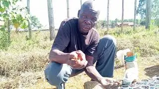 NEW TECHNOLOGY IN BEANS the transplanted beans like maize seedlings