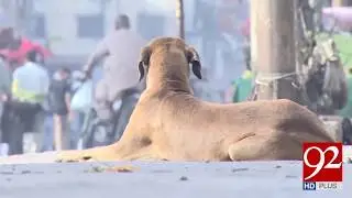 Dog Bite Cases On the Rise in Karachi | 5 Sep 2018 | 92NewsHD