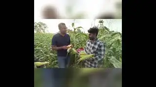 Kaveri Seed Company Ltd Hybrid Sweet Corn Meeta.