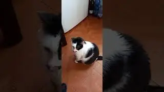 a casa di nonna &egrave; tutto pi&ugrave; buono   #cat #funnycats #gattidivertenti #gatti #cats