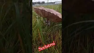 Serlstroi ,грибной релакс ,отдых в лесу #serlstroi #sorts #sohrts