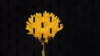 Zeitraffer - Bl&uuml;ten &ouml;ffnen sich