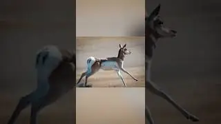 Pronghorn - The Fastest Antelope on Earth
