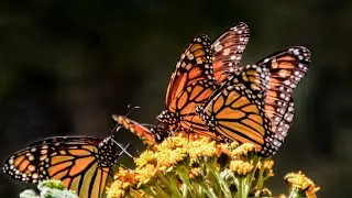 Метелики-монархи - Monarch Butterflies
