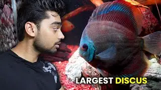 The BIGGEST DISCUS I&rsquo;ve Ever Owned!! 😱 (Massive Upgrade)