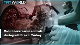 Turkish vets and locals rescue animals injured by the wildfires