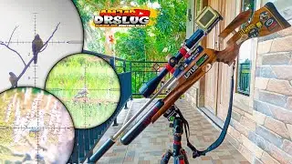 Hunting Turtle Doves with Black Dkill owned by Mas Aan Banjarnegara😎
