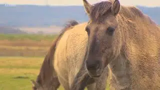 The wild horses that are rewilding Britain