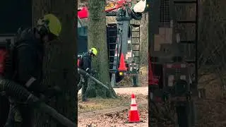 Large Tree Trimming Project: Lifting 40 Tree Canopies Down a Tree Lined Street
