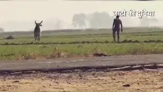 Jato ke ulte kaam full Haryanvi song Royal Jatt