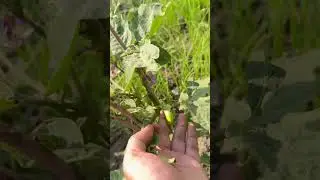 Ghr k baengn | Homegrown Brinjals #modern homestead #urban homestead #garden answer #grow brinjals