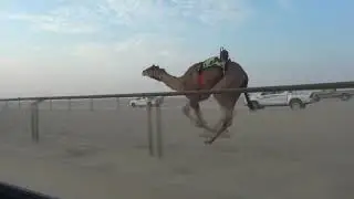 2 شاهين ملك مبارك بن صالح الكاموخه