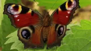 Peacock Butterfly (Inachis io) HD