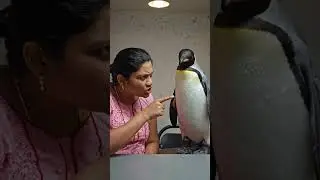 interrogating penguin on massive killing sharks #birds #funny #parrot #comedy #penguin