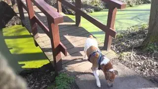 Mental stimulation for dogs: problem solving games on a walk