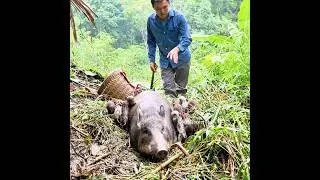 Robert discovered a wild sow give birth to 12 piglets. short video. Green forest life