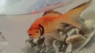 My fish is turning black..