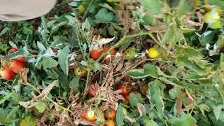 Eriofide rugginoso del Pomodoro
