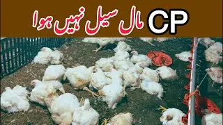 Mery Farm Ka CP Bird Kyun Sale Nahi Hova😱