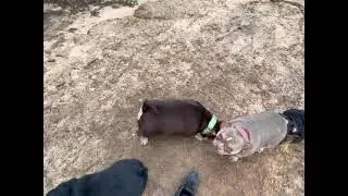 EXOTIC BULLY PUPPIES FINALLY HERE - HAPPY DAY - HAPPY DAY!!!!