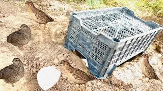 Crafting Unique Underground Bird trap Using Plastic | Btair trap easy and fast | @msbirdtraps |
