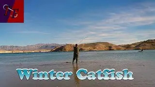 Lake Mead's wintry catfish