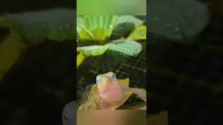 Tiny Shell, Big World: The Exotic Turtle Tale