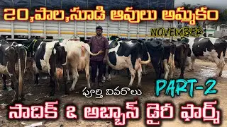 Cell : 90000 63852 / 63040 81166 / 76740 80504 సాదిక్ & అబ్బాస్ డైరీ పుంగనూరు #cow 