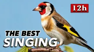 12h Goldfinch The BEST Training Song (New Champion)
