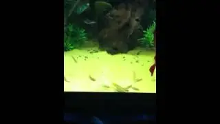 Glowlight Tetras vs Algae Pellet
