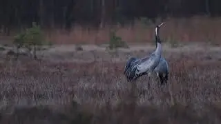 Żurawie na bagnach