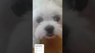 coś słodkiego Mam pieska gadam po polsku