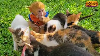 Baby Monkeys Love To Eat Cat Food And Compete With Kittens Very Cute | part 17